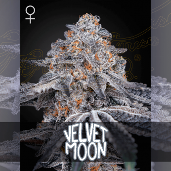 Semillas de marihuana feminizadas Velvet Moon de Green House Seeds.