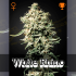 Semillas de Marihuana White Rhino (Green House Seeds) Feminizada