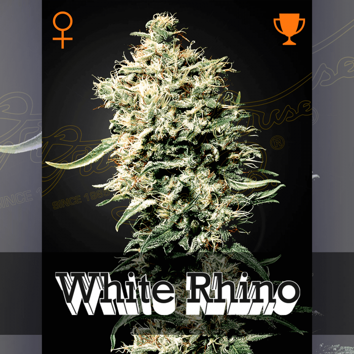 Semillas de Marihuana White Rhino (Green House Seeds) Feminizada