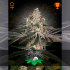 Semillas de marihuana feminizadas White Widow de Green House Seeds.
