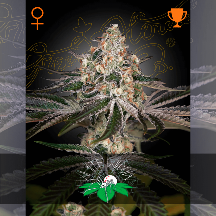 Semillas de marihuana feminizadas White Widow de Green House Seeds.