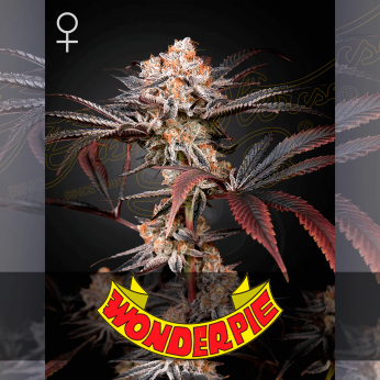 Semillas de marihuana feminizadas Wonder Pie de Green House Seeds.