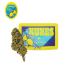 Flores de CBD de la marca Xuxes aroma Lemon.