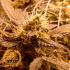 Banana Zkittlez Granel Premium de Florprohibida.