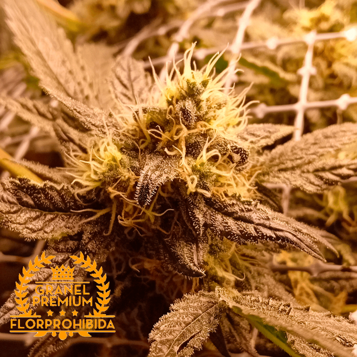 Banana Zkittlez Granel Premium de Florprohibida.