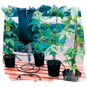 Bolsa de Irrigación para 6 plantas Wassertech.