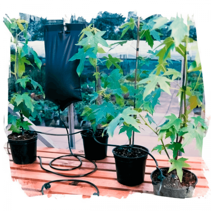 Bolsa de Irrigación para 6 plantas Wassertech.