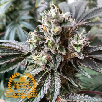 Semillas marihuana a granel de Gorilla Glue #4