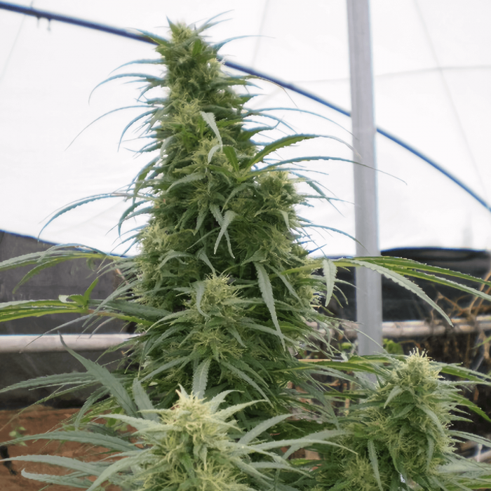 Semilla de marihuana feminizada Malawi de ACE Seeds, punta principal.
