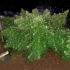 Semilla de marihuana feminizada Malawi de ACE Seeds, planta de exterior.