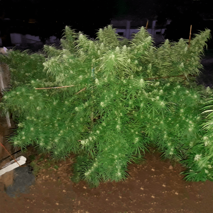 Semilla de marihuana feminizada Malawi de ACE Seeds, planta de exterior.