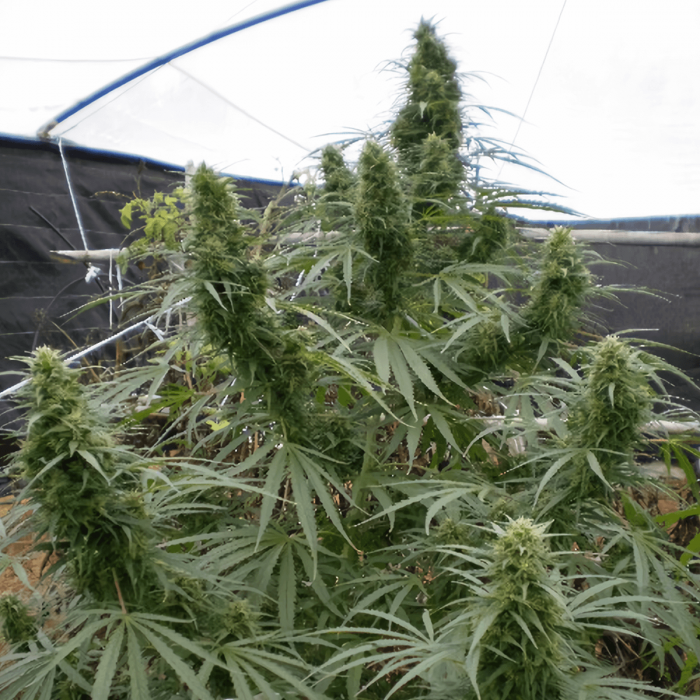 Semilla de marihuana feminizada Malawi de ACE Seeds, planta en invernadero.