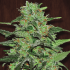 Semilla de marihuana feminizada Malawi de ACE Seeds, cogollo resinoso.