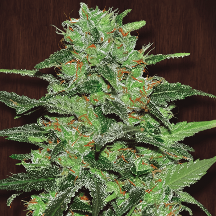 Semilla de marihuana feminizada Malawi de ACE Seeds, cogollo resinoso.