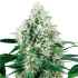 Semillas de marihuana feminizadas autoflorecientes Auto Pure Power Plant de White Label.