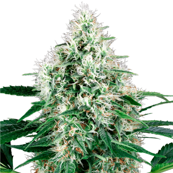Semillas de marihuana feminizadas autoflorecientes Auto Pure Power Plant de White Label.