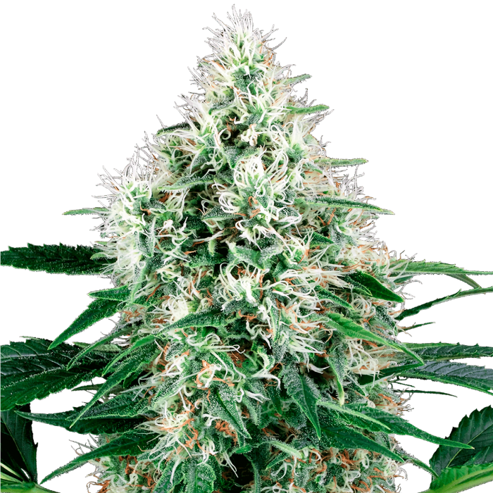 Semillas de marihuana feminizadas autoflorecientes Auto Pure Power Plant de White Label.