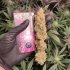 Semillas de marihuana feminizadas Quasar de Buddha Seeds, cogollo seco.