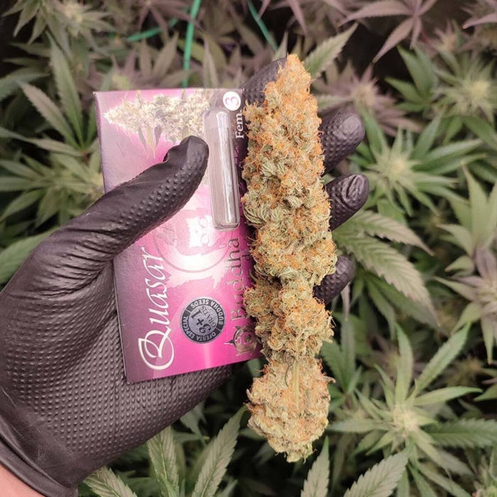 Semillas de marihuana feminizadas Quasar de Buddha Seeds, cogollo seco.