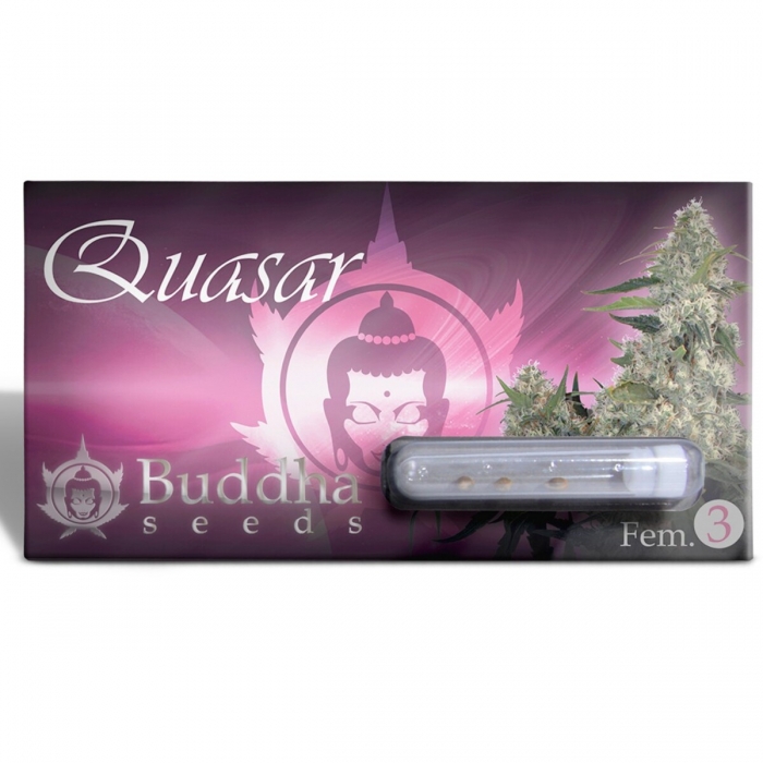 Semillas de marihuana feminizadas Quasar de Buddha Seeds, blister de 3 unidades.
