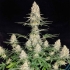 Semillas de marihuana feminizadas Quasar de Buddha Seeds, planta.