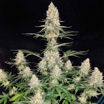 Semillas de marihuana feminizadas Quasar de Buddha Seeds, planta.