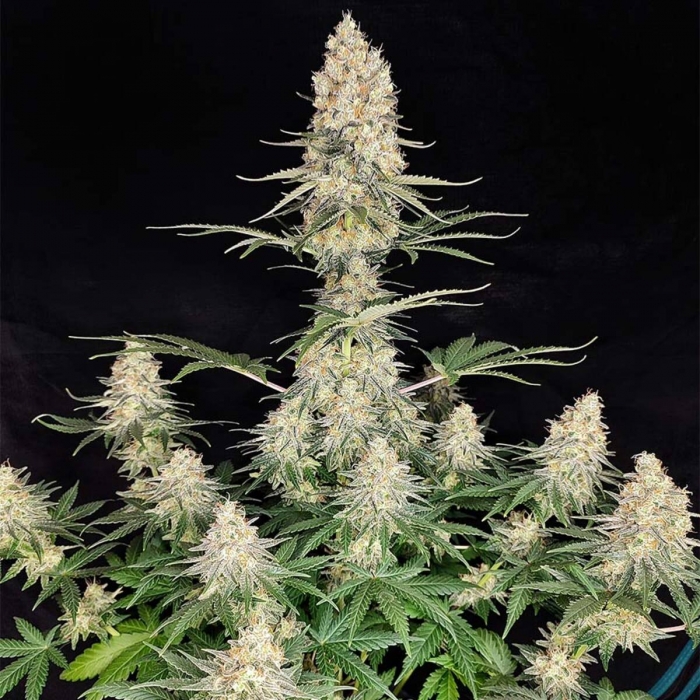 Semillas de marihuana feminizadas Quasar de Buddha Seeds, planta.