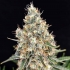 Semillas de marihuana feminizadas Quasar de Buddha Seeds, punta principal.