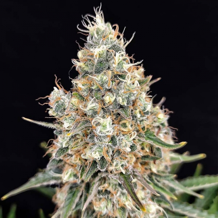 Semillas de marihuana feminizadas Quasar de Buddha Seeds, punta principal.