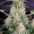 Semillas de marihuana feminizadas Quasar de Buddha Seeds, cogollos.