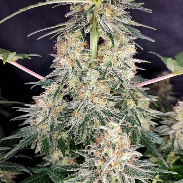 Semillas de marihuana feminizadas Quasar de Buddha Seeds, cogollos.