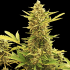 Auto Amnesia de Mr. Hide Seeds - Semillas de marihuana autoflorecientes, planta.
