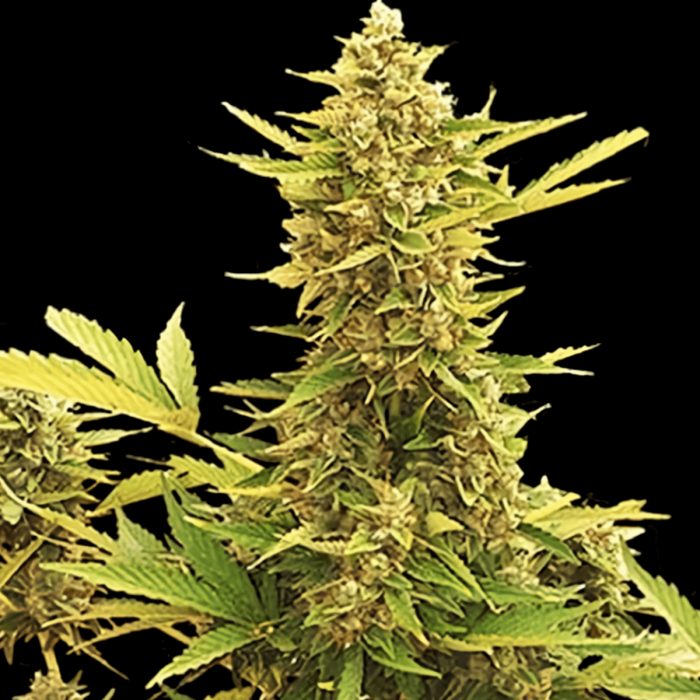 Auto Amnesia de Mr. Hide Seeds - Semillas de marihuana autoflorecientes, planta.