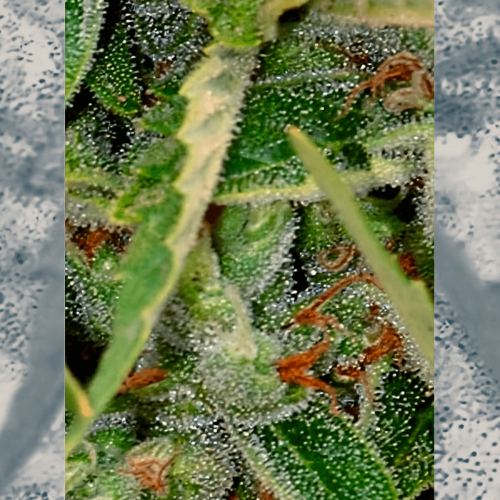 Auto Amnesia de Mr. Hide Seeds - Semillas de marihuana autoflorecientes, resina.