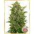 AUTO AMNESIA (Mr. Hide Seeds)