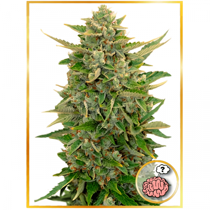 Auto Amnesia de Mr. Hide Seeds - Semillas de marihuana autoflorecientes, cogollo.