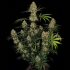 Planta de marihuana Hindu Kush de Sensi Seeds