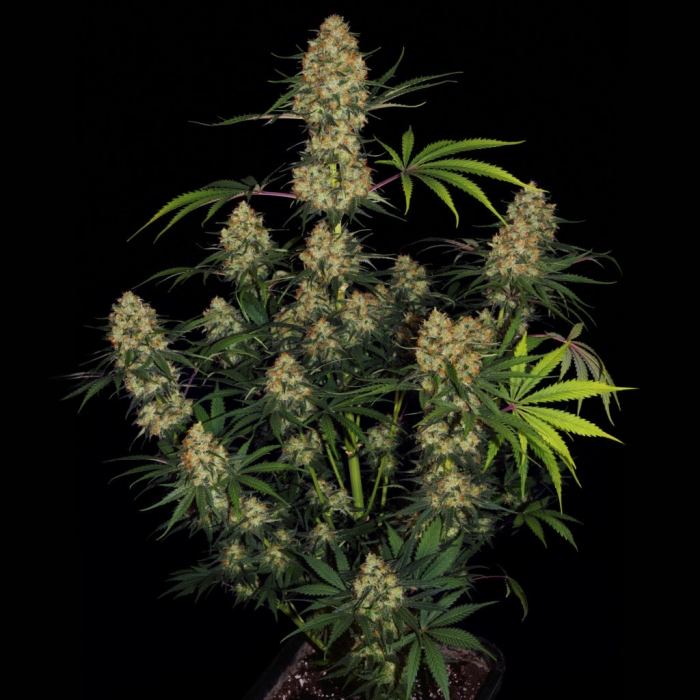 Planta de marihuana Hindu Kush de Sensi Seeds