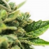 Resina en Skunk1 de Sensi seeds