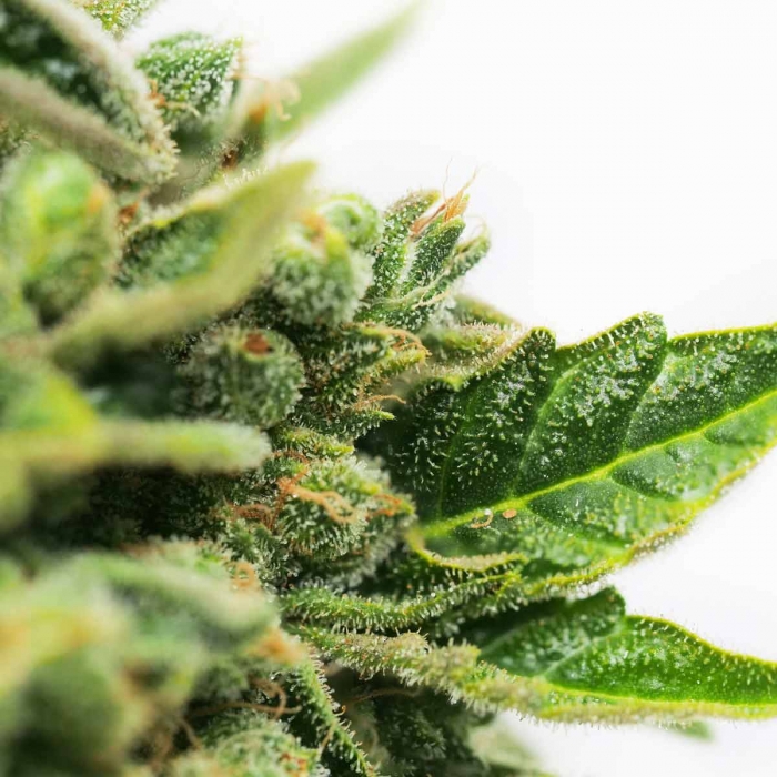 Resina en Skunk1 de Sensi seeds