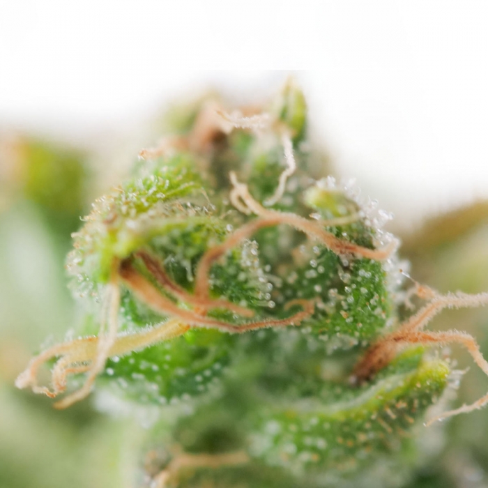 Detalle de la marihuana Skunk#1 de Sensi Seeds