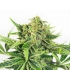 Cogollo de Skunk#1 de Sensi Seeds