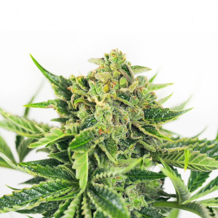 Cogollo de Skunk#1 de Sensi Seeds