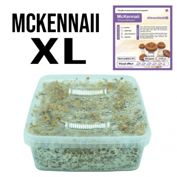 Grow Kit Mckennaii XL.