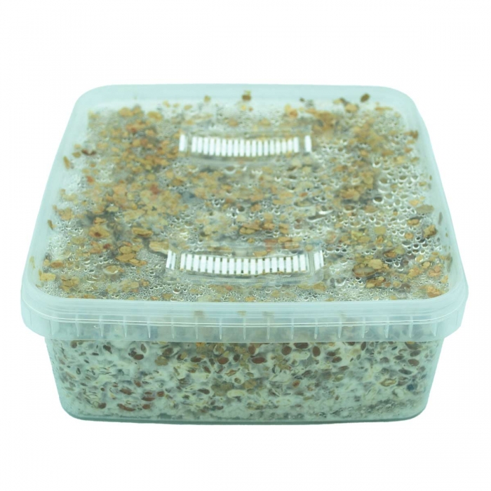 Grow Kit Golden Teacher XL.  Pan de setas en formato grande