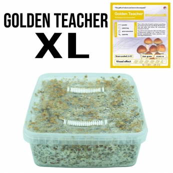 Grow Kit Golden Teacher XL.
