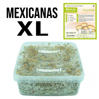 Grow Kit Mexicanas XL. Pan de setas Mexicanas en formato grande