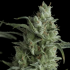 Kryptonite (Pyramid Seeds) - Semillas feminizadas de marihuana.
