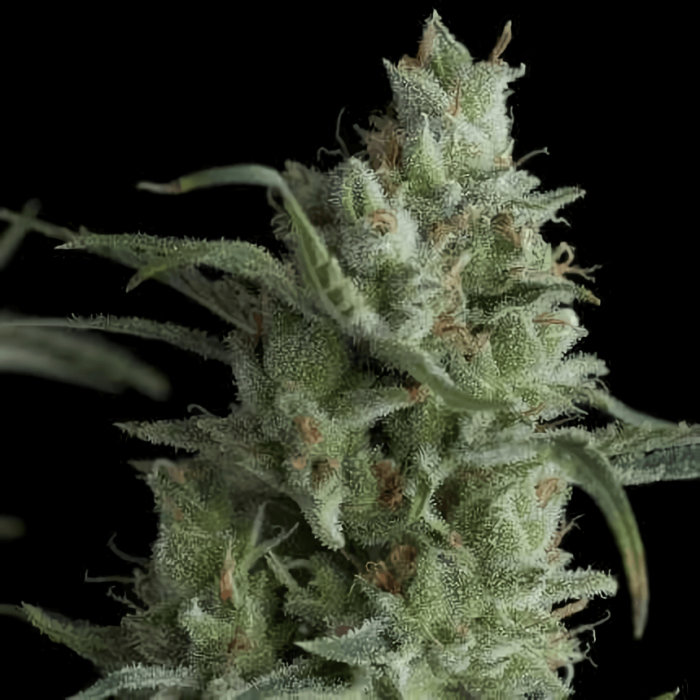 Kryptonite (Pyramid Seeds) - Semillas feminizadas de marihuana.