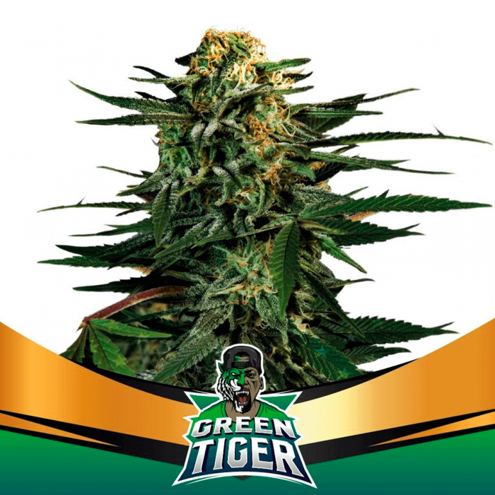 Green Tiger Fast Version (Bsf Seeds), cogollo.